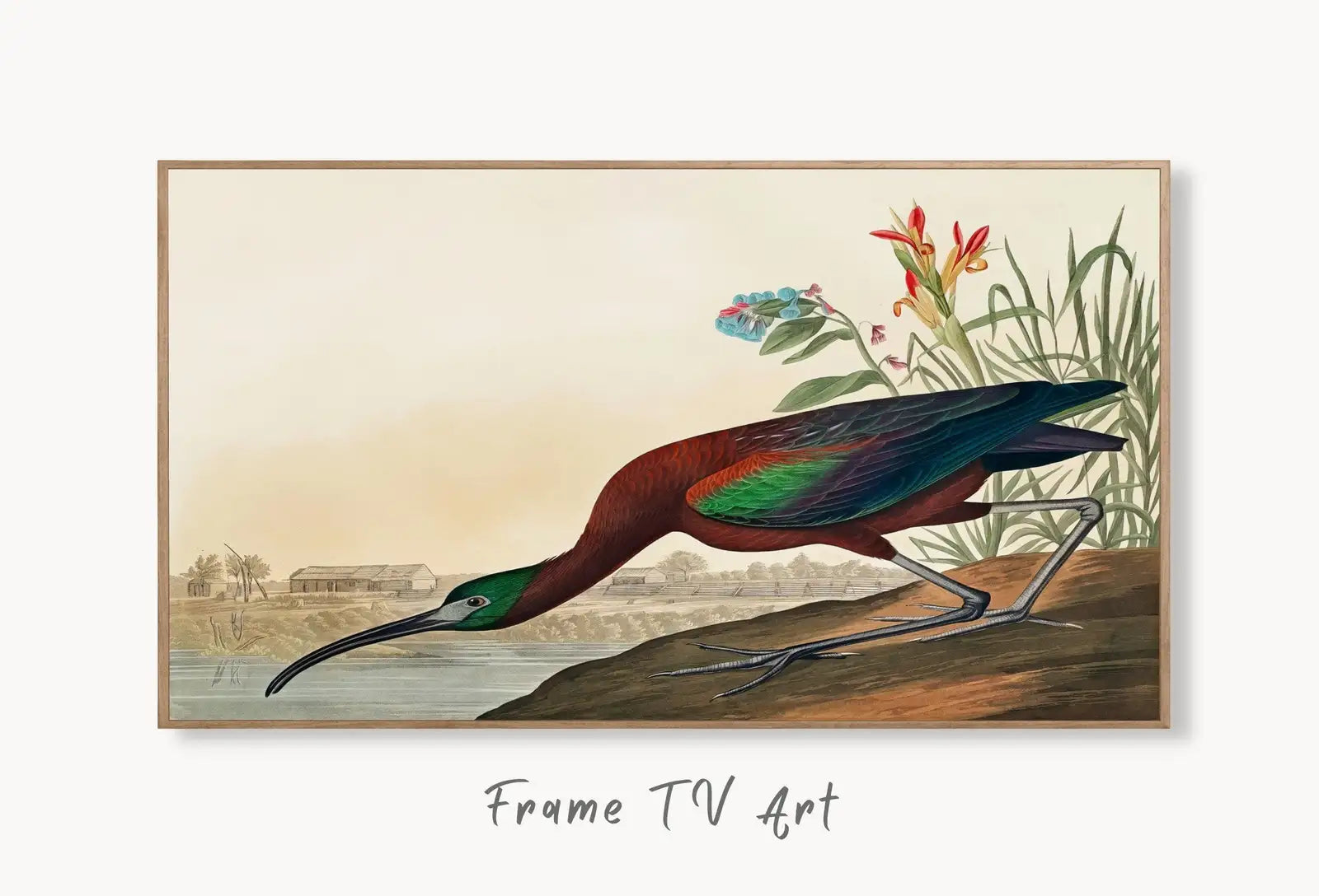 Samsung Frame TV Art 4K Tropical Bird Vintage Painting. Glossy Ibis Samsung TV Art. Digital Download. Nature Art for Samsung Frame TV displayed on Samsung Frame TV on a living room wall.