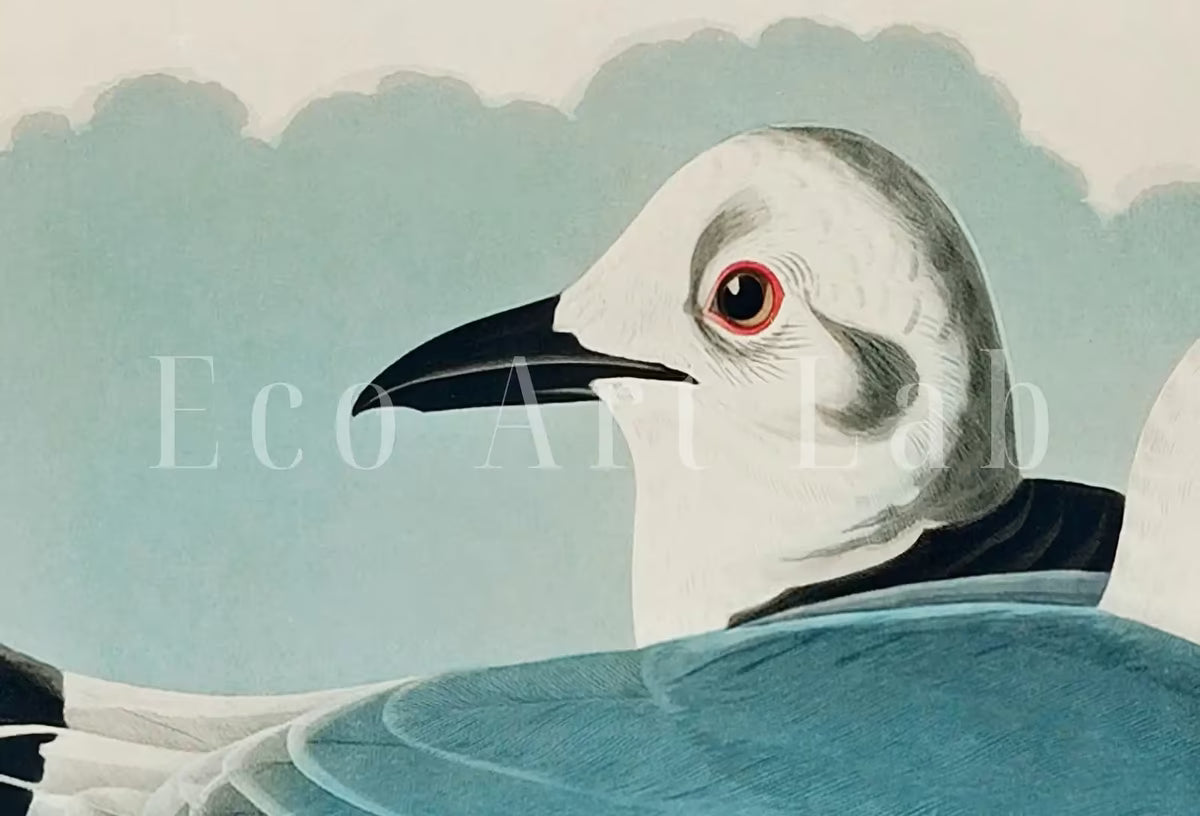 Samsung Frame TV Art 4K Tropical Bird Vintage Painting. Kittiwake Gull Samsung TV Art. . Nature Art for Samsung Frame TV – Frame TV  Art