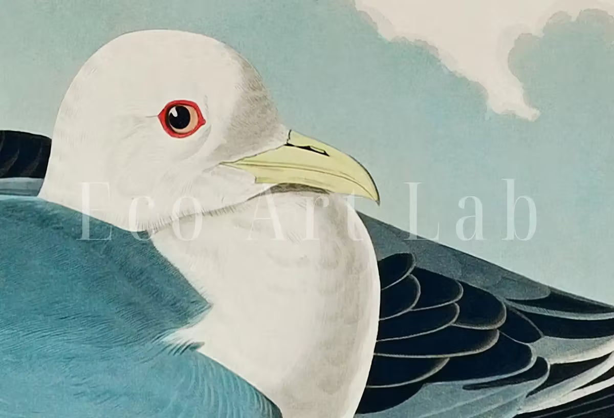 Samsung Frame TV Art 4K Tropical Bird Vintage Painting. Kittiwake Gull Samsung TV Art. . Nature Art for Samsung Frame TV – Frame TV  Art