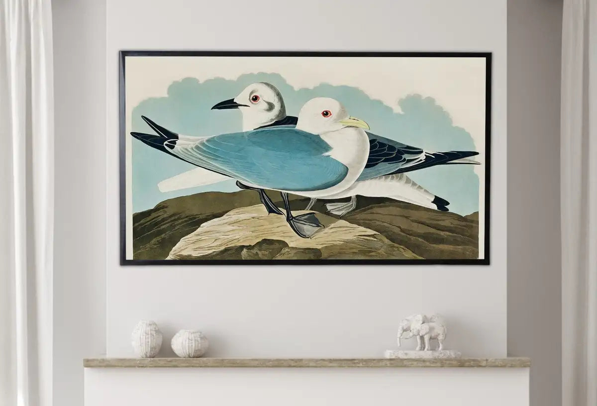 Detail view of artwork from Samsung Frame TV Art 4K Tropical Bird Vintage Painting. Kittiwake Gull Samsung TV Art. Digital Download. Nature Art for Samsung Frame TV. (variation 2)
