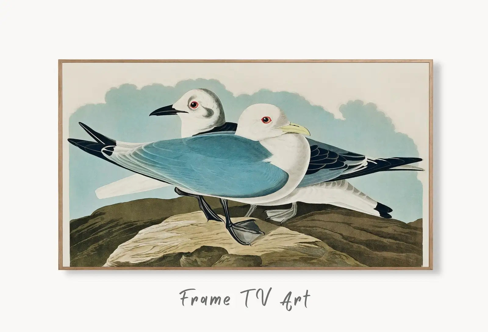 Samsung Frame TV Art 4K Tropical Bird Vintage Painting. Kittiwake Gull Samsung TV Art. Digital Download. Nature Art for Samsung Frame TV displayed on Samsung Frame TV on a living room wall.