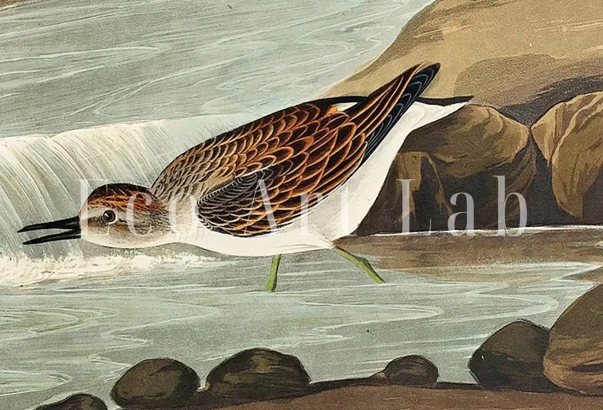 Samsung Frame TV Art 4K Tropical Bird Vintage Painting. Little Sandpiper Samsung TV Art. . Nature Art for Samsung Frame TV – Frame TV  Art