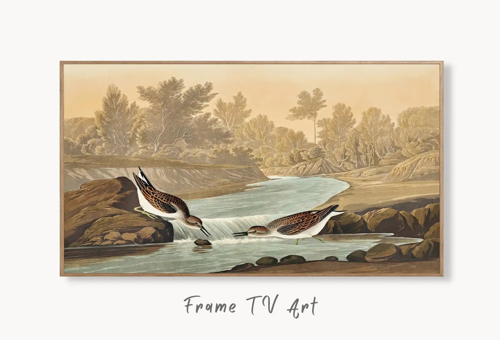 Samsung Frame TV Art 4K Tropical Bird Vintage Painting. Little Sandpiper Samsung TV Art. Digital Download. Nature Art for Samsung Frame TV displayed on Samsung Frame TV on a living room wall.