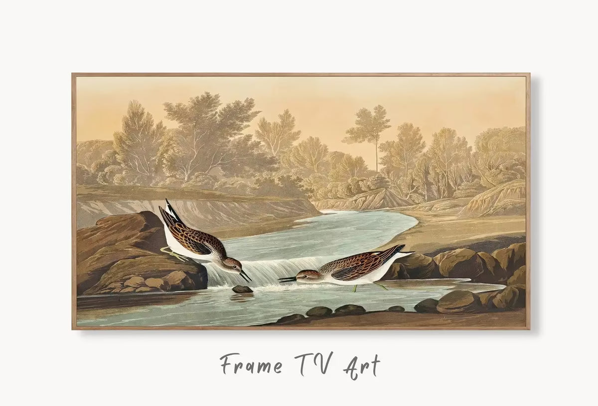 Samsung Frame TV Art 4K Tropical Bird Vintage Painting. Little Sandpiper Samsung TV Art. . Nature Art for Samsung Frame TV – Frame TV  Art