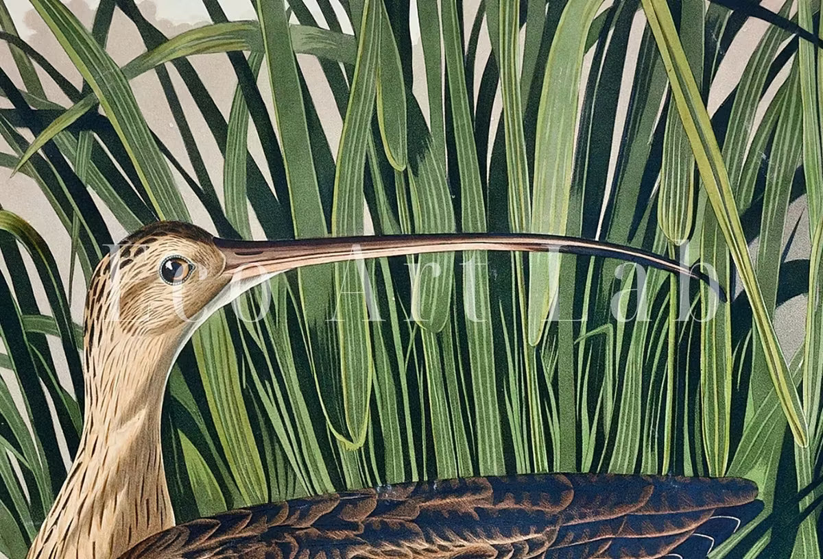 Samsung Frame TV Art 4K Tropical Bird Vintage Painting. Long-billed Curlew Samsung TV Art. . Nature Art for Samsung Frame TV – Frame TV  Art