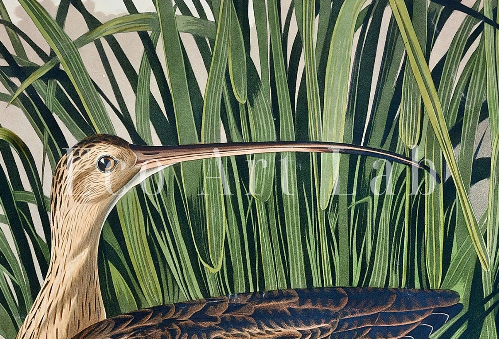 Detail view of artwork from Samsung Frame TV Art 4K Tropical Bird Vintage Painting. Long-billed Curlew Samsung TV Art. Digital Download. Nature Art for Samsung Frame TV. (variation 1)