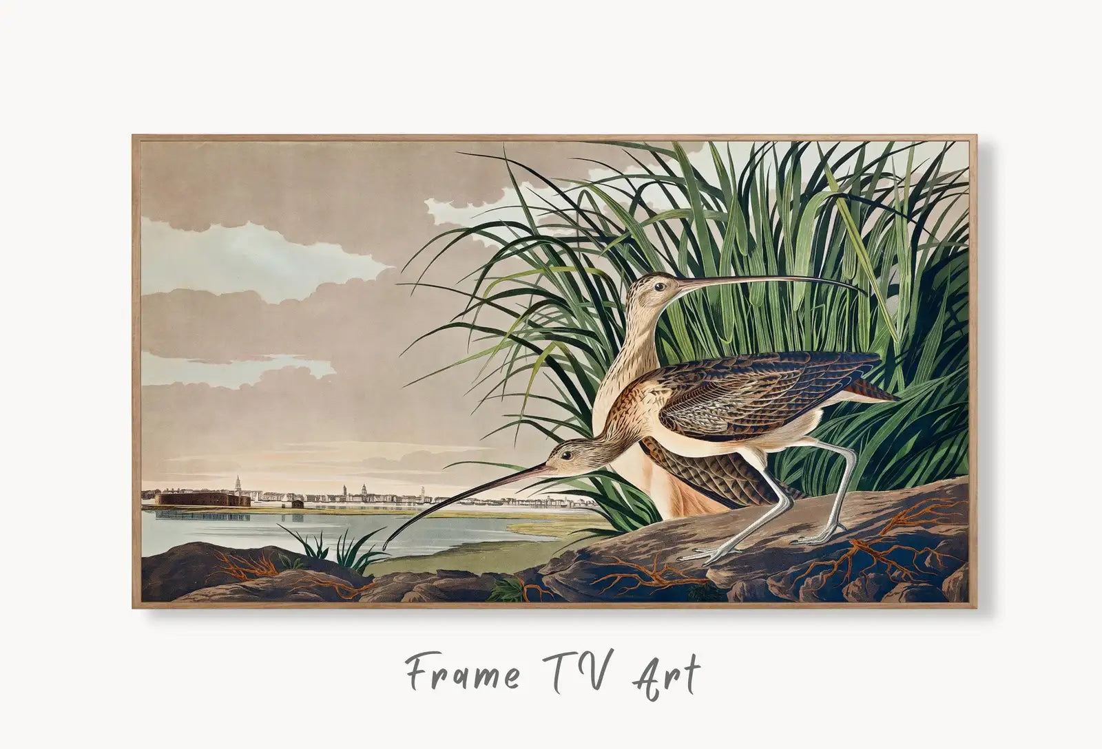 Samsung Frame TV Art 4K Tropical Bird Vintage Painting. Long-billed Curlew Samsung TV Art. Digital Download. Nature Art for Samsung Frame TV displayed on Samsung Frame TV on a living room wall.