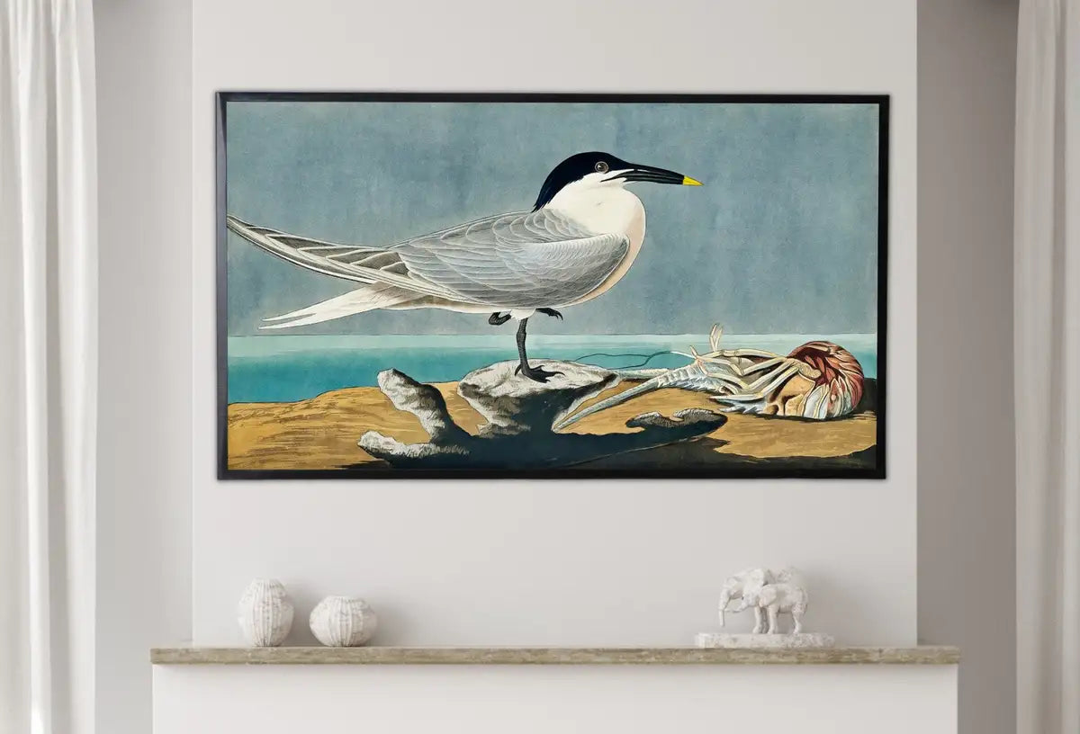 Detail view of artwork from Samsung Frame TV Art 4K Tropical Bird Vintage Painting. Sandwich Tern Samsung TV Art. Digital Download. Nature Art for Samsung Frame TV. (variation 2)