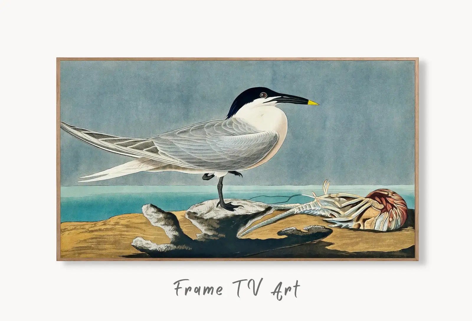 Samsung Frame TV Art 4K Tropical Bird Vintage Painting. Sandwich Tern Samsung TV Art. Digital Download. Nature Art for Samsung Frame TV displayed on Samsung Frame TV on a living room wall.