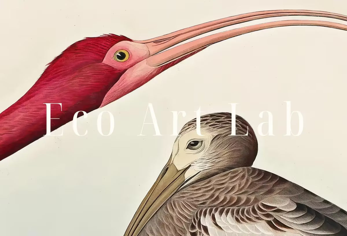 Samsung Frame TV Art 4K Tropical Bird Vintage Painting. Scarlet Ibis Samsung TV Art. . Nature Art for Samsung Frame TV – Frame TV  Art