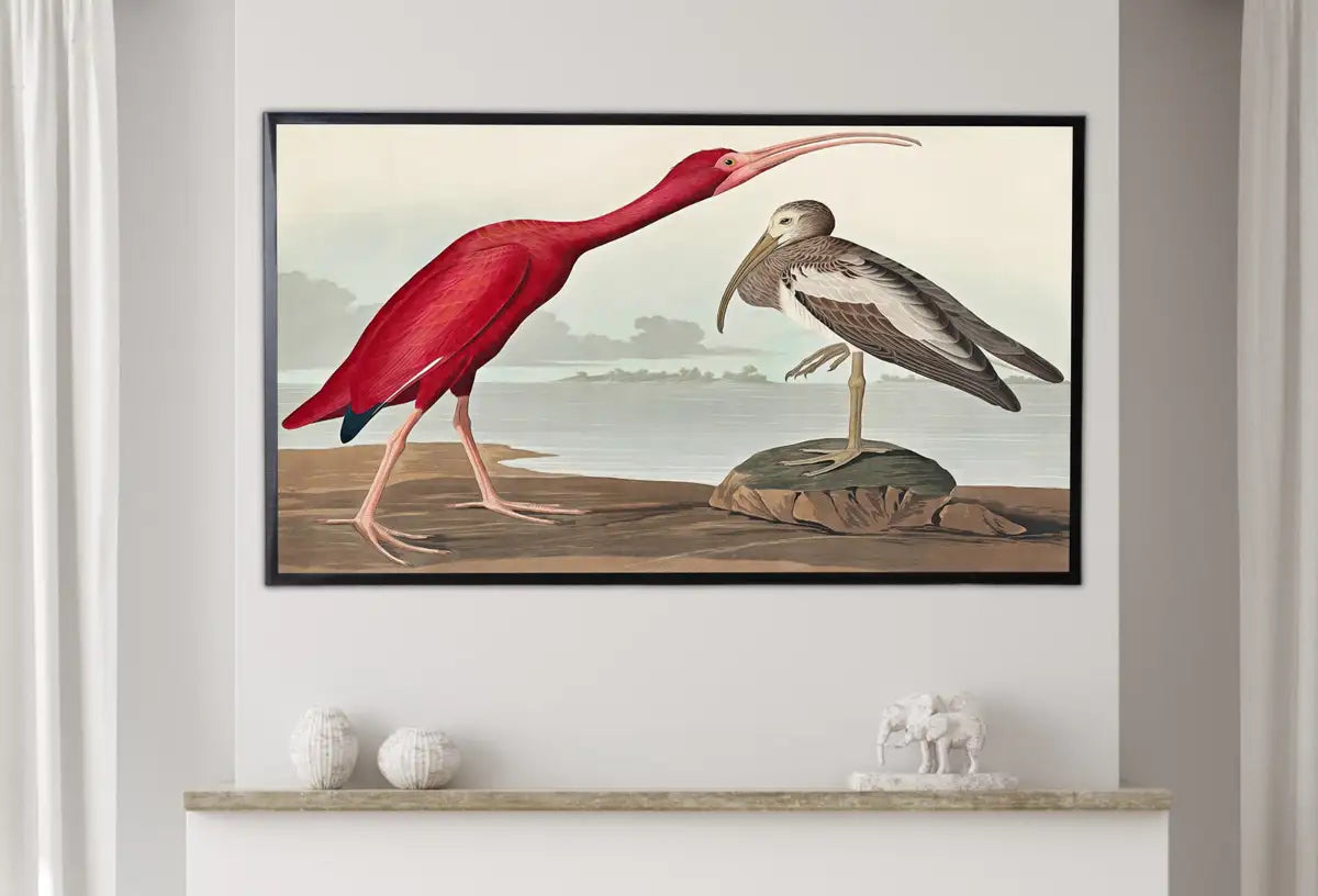 Detail view of artwork from Samsung Frame TV Art 4K Tropical Bird Vintage Painting. Scarlet Ibis Samsung TV Art. Digital Download. Nature Art for Samsung Frame TV. (variation 2)