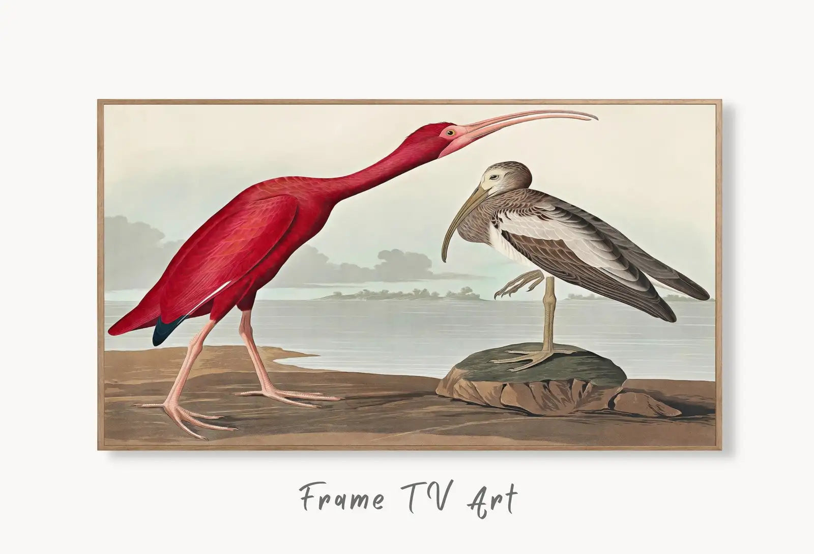 Samsung Frame TV Art 4K Tropical Bird Vintage Painting. Scarlet Ibis Samsung TV Art. Digital Download. Nature Art for Samsung Frame TV displayed on Samsung Frame TV on a living room wall.