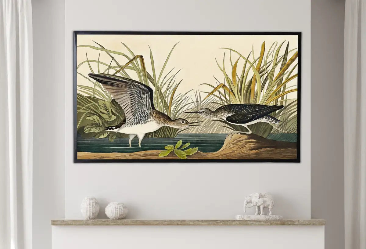 Detail view of artwork from Samsung Frame TV Art 4K Tropical Bird Vintage Painting. Solitary Sandpiper Samsung TV Art. Digital Download. Nature Art for Samsung Frame TV. (variation 2)