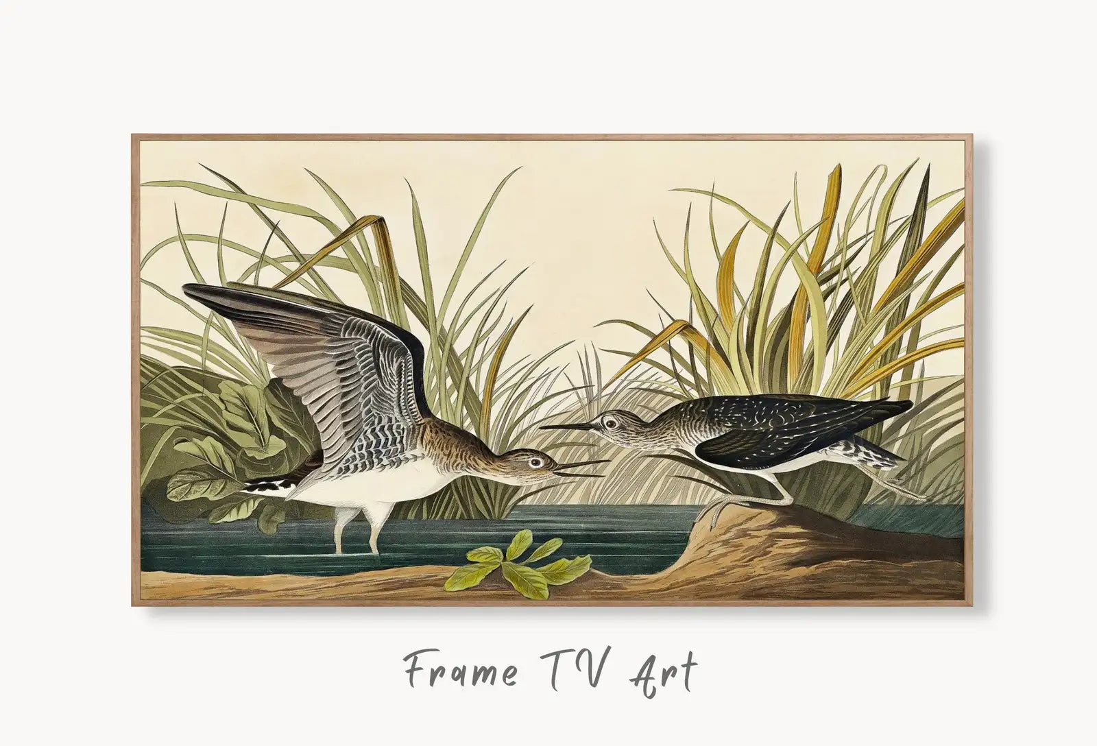 Samsung Frame TV Art 4K Tropical Bird Vintage Painting. Solitary Sandpiper Samsung TV Art. Digital Download. Nature Art for Samsung Frame TV displayed on Samsung Frame TV on a living room wall.