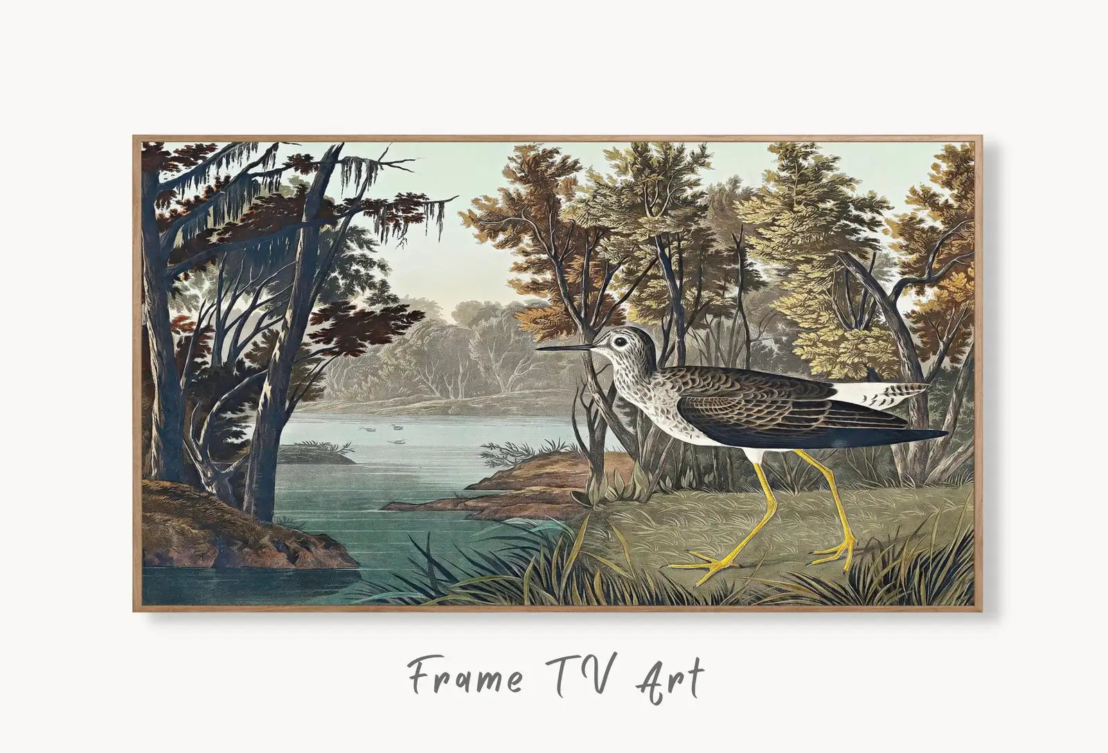 Samsung Frame TV Art 4K Tropical Bird Vintage Painting. Yellow Shank Samsung TV Art. Digital Download. Nature Art for Samsung Frame TV displayed on Samsung Frame TV on a living room wall.
