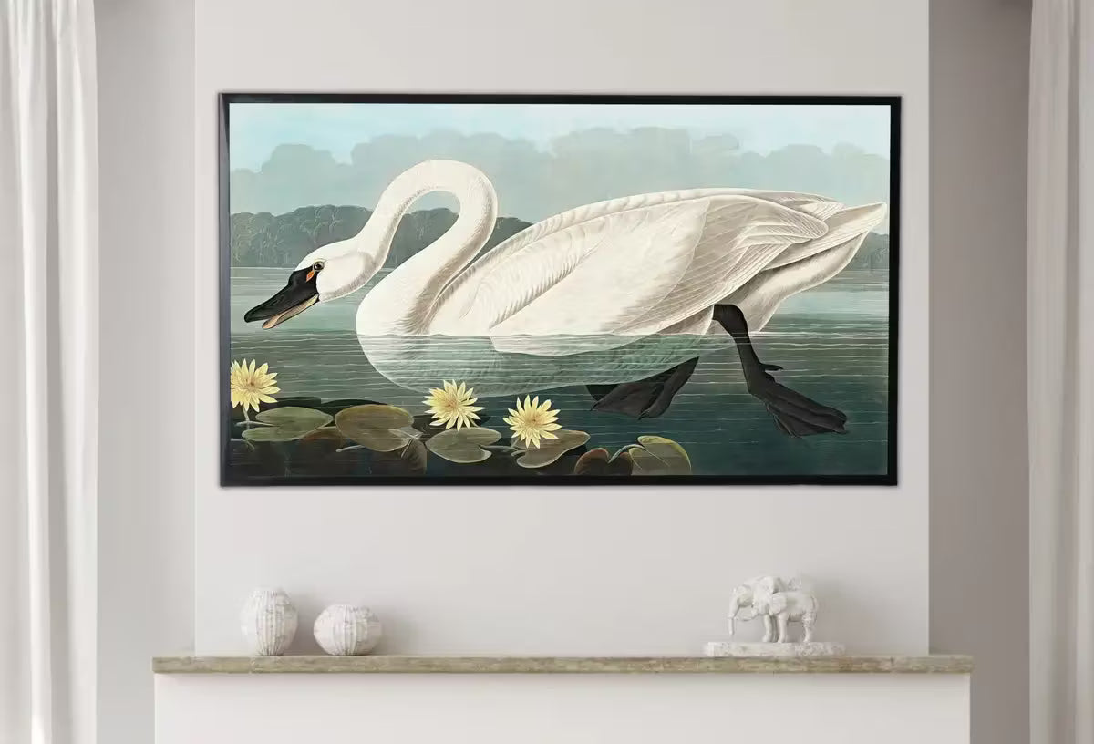 Samsung Frame TV Art 4K Tropical Bird White Swan Vintage Painting. Samsung TV Art Vintage  Nature Art for Samsung Frame TV – Frame TV  Art