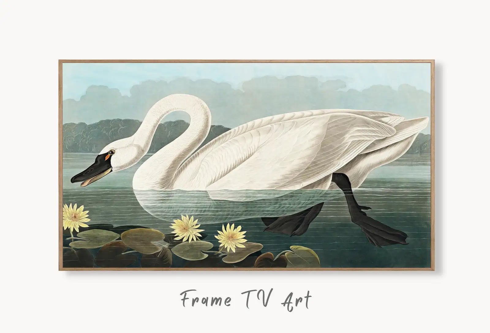 Samsung Frame TV Art 4K Tropical Bird White Swan Vintage Painting. Samsung TV Art Vintage Digital Download Nature Art for Samsung Frame TV displayed on Samsung Frame TV on a living room wall.