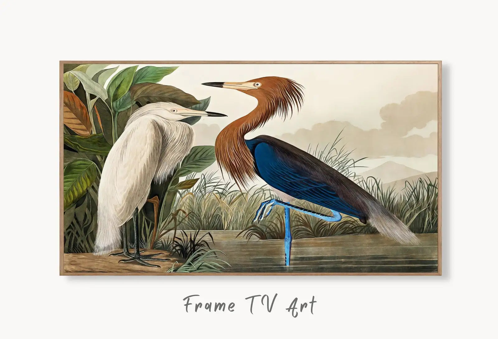 Samsung Frame TV Art 4K Two Herons Tropical Bird Vintage Painting. Samsung TV Art Vintage. Digital Download. Nature Art for Samsung Frame TV displayed on Samsung Frame TV on a living room wall.