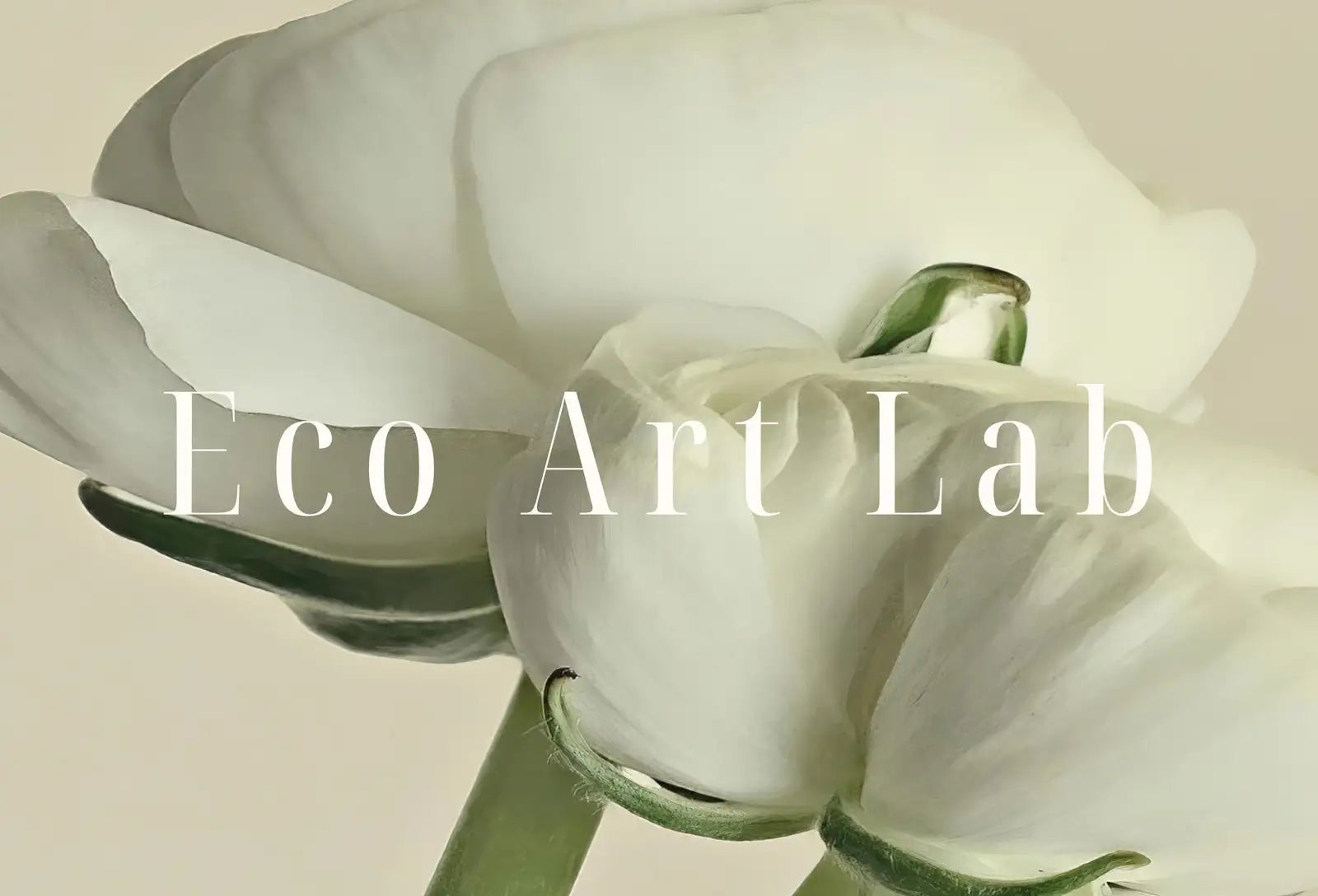 Included artwork preview showing first selection of artworks from Samsung Frame TV Art 4K White Buttercups Flowers Photography. Instant Download Floral Art for Frame TV. Minimalist Botanical Decor.