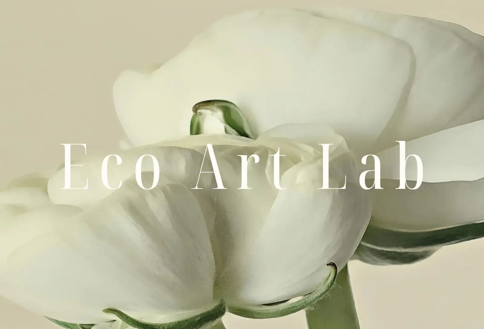 Detail view of artwork from Samsung Frame TV Art 4K White Buttercups Flowers Photography. Instant Download Floral Art for Frame TV. Minimalist Botanical Decor. (variation 1)