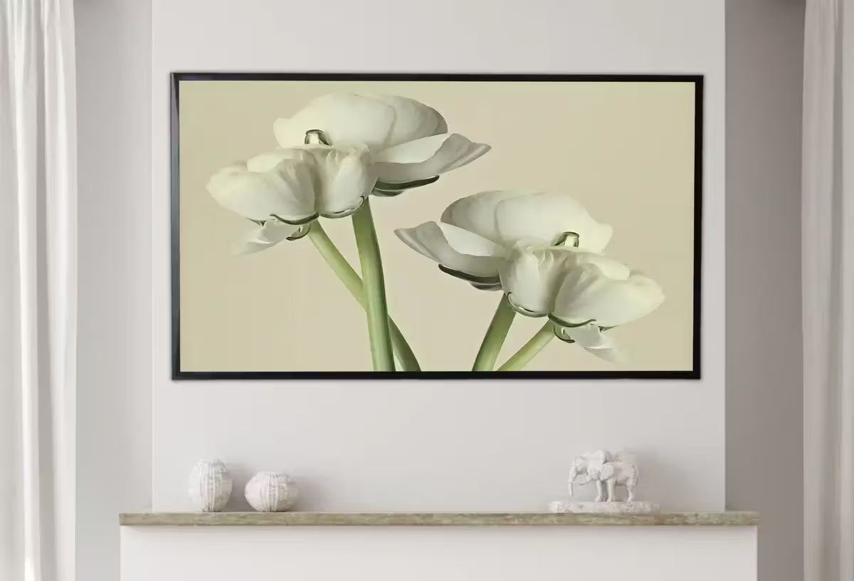 Samsung Frame TV Art 4K White Buttercups Flowers Photography. Instant Download Floral Art for Frame TV. Minimalist Botanical Decor – Frame TV  Art