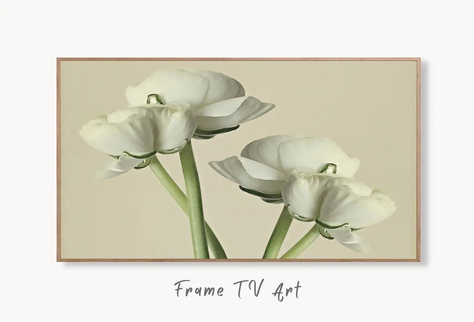 Samsung Frame TV Art 4K White Buttercups Flowers Photography. Instant Download Floral Art for Frame TV. Minimalist Botanical Decor displayed on Samsung Frame TV on a living room wall.