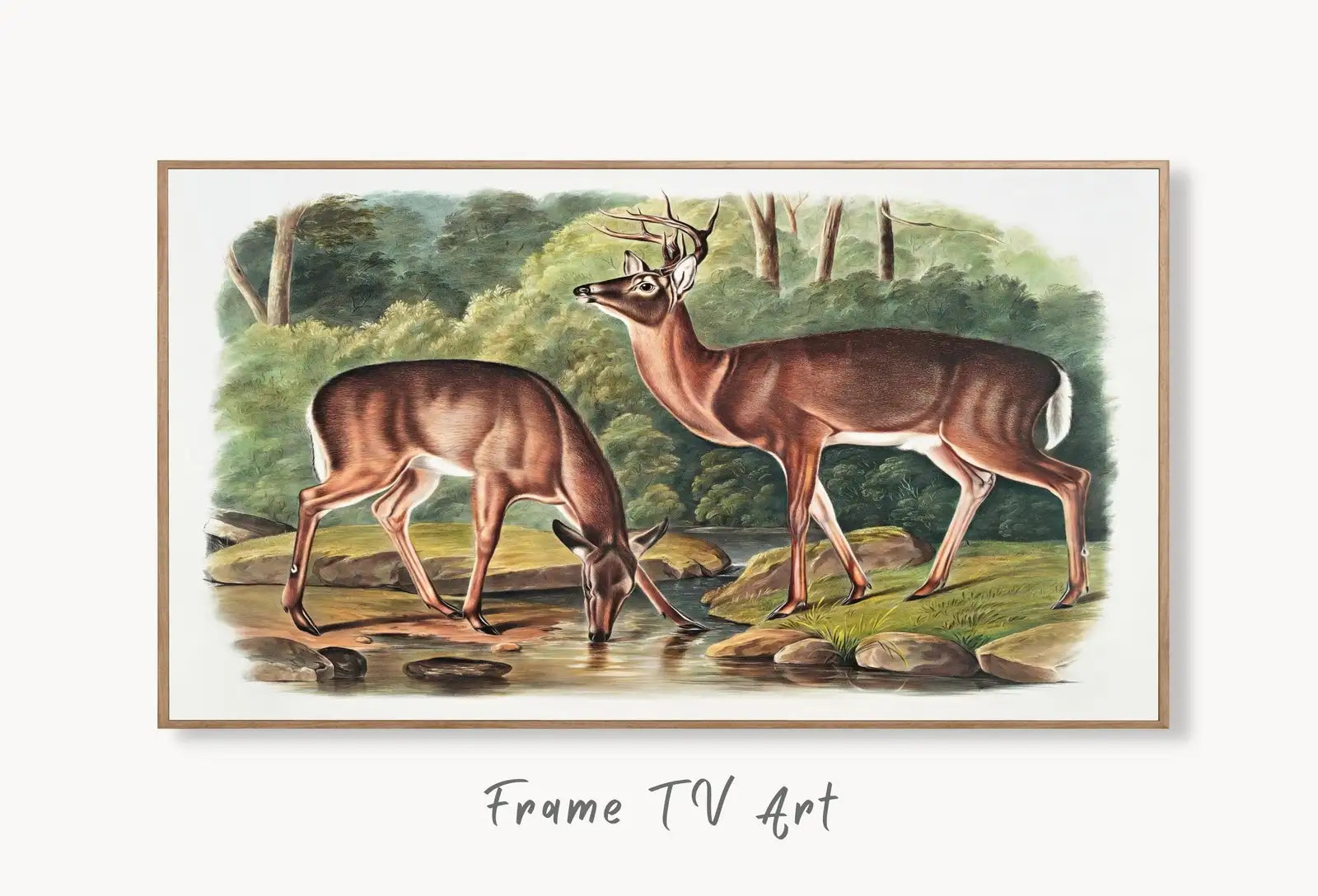 Samsung Frame TV Art 4K White-tailed Deer Vintage Painting. Instant Download Nature Animal Art for Samsung Frame TV. Deer Art for TV displayed on Samsung Frame TV on a living room wall.