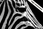 Detail view of artwork from Samsung Frame TV Art 4K Zebra Black and White Digital Painting. Instant Download Zebra Art for the Samsung Frame TV. Art for TV, Zebra decor. (variation 1)