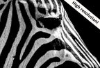 Samsung Frame TV Art 4K Zebra Black and White Digital Painting. Instant Download Zebra Art for the Samsung Frame TV. Art for TV, Zebra decor – Frame TV  Art