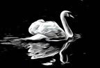 Swan in Dark Waters Frame TV Art, , Digital Art for Tv, Black and White Frame TV Art, Swan Painting – Frame TV  Art