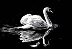 Swan in Dark Waters Printable Wall Art, for Home or Office Decor, Animal Painting Nature Print Digital Art Instant Download, Black and White – Printable Wall Art