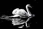 Swan in Dark Waters Vertical Printable Wall Art, Home or Office Decor, Animal Painting Nature Print Digital Art Download, Black and White – Printable Wall Art