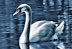 Detail view of artwork from Swan on Water Printable Wall Art, for Home or Office Decor, Animal Painting Nature Print Digital Art Instant Download. (variation 2)