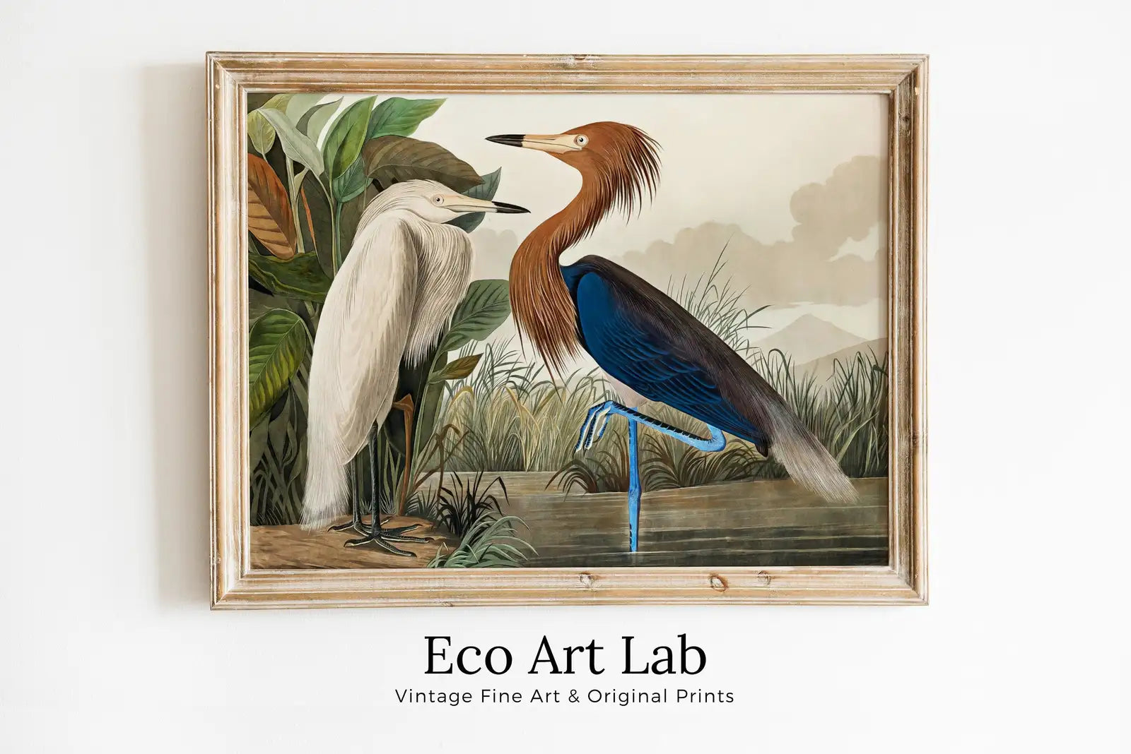 Framed view of Two Herons Vintage Tropical Bird Printable Wall Art. Wildlife Nature Colorful Tropical Decor. Instant Download. Bird Poster Art Print – printable wall art digital download.