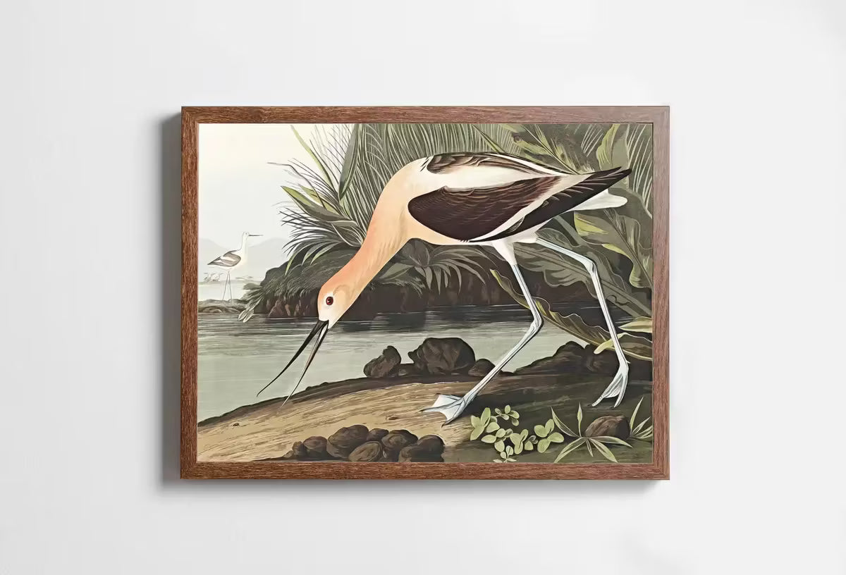 Vintage American Avocet Exotic Bird Printable Wall Art. Wildlife Nature Colorful Tropical Decor. Instant Download. Bird Poster Art Print – Printable Wall Art