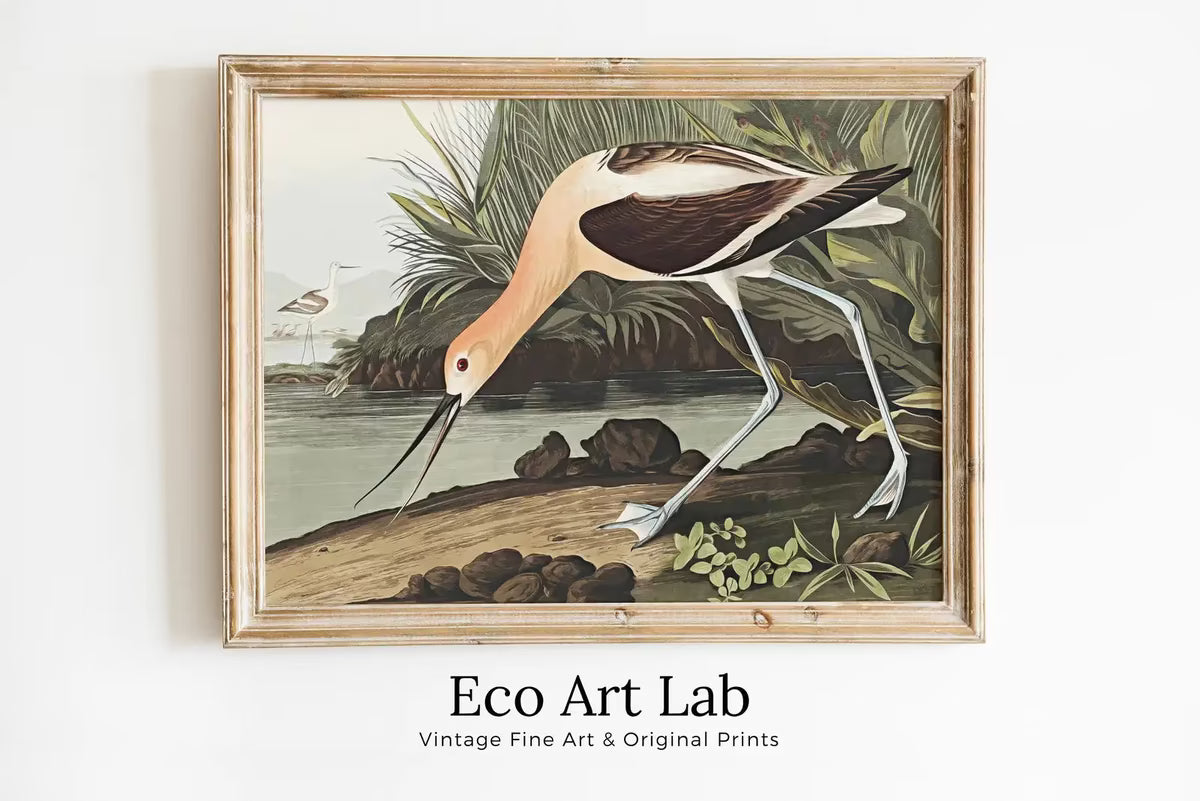 Vintage American Avocet Exotic Bird Printable Wall Art. Wildlife Nature Colorful Tropical Decor. Instant Download. Bird Poster Art Print – Printable Wall Art