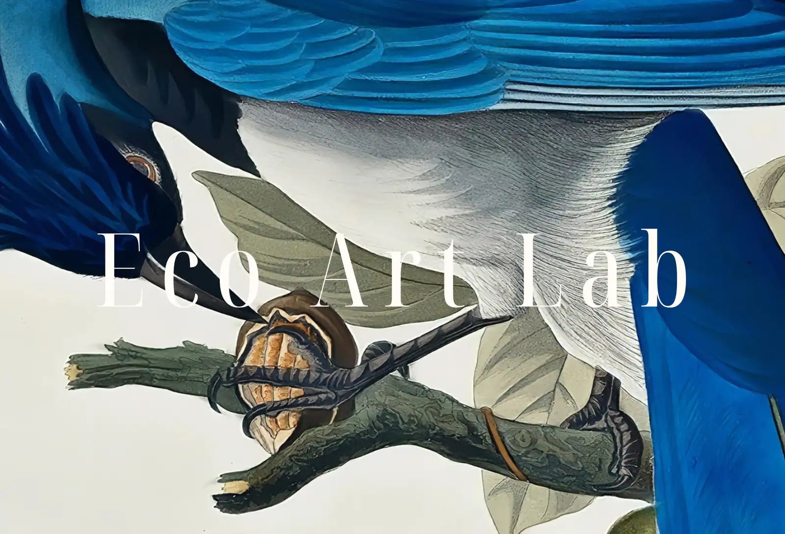 Oiseaux bleus Geais sur une branche. Peinture imprimable. Décoration murale d’oiseaux. Affiches d’art mural. Poster d’oiseaux.
