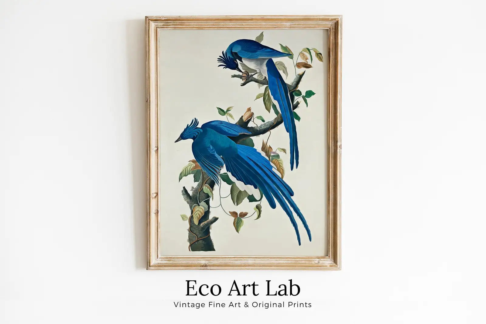 Oiseaux bleus Geais sur une branche. Peinture imprimable. Décoration murale d’oiseaux. Affiches d’art mural. Poster d’oiseaux.