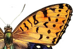 Detail view of artwork from Vintage Butterfly Print, Butterfly Wall Art, Insect Art Nature Phototgraphy, Retro Antique Illustration, Printable Wall Art Set of 2 Prints. (variation 2)