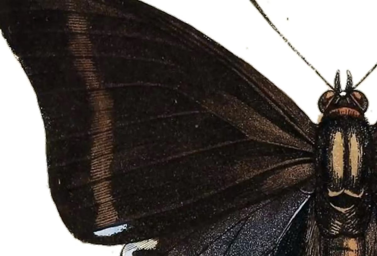 Vintage Butterfly Set of 2 Prints Butterfly Wall Art, Insect Art Nature Painting, Retro Antique Illustration Printable Wall Art Insect Print – Printable Wall Art Set