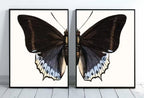 Vintage Butterfly Set of 2 Prints Butterfly Wall Art, Insect Art Nature Painting, Retro Antique Illustration Printable Wall Art Insect Print – Printable Wall Art Set