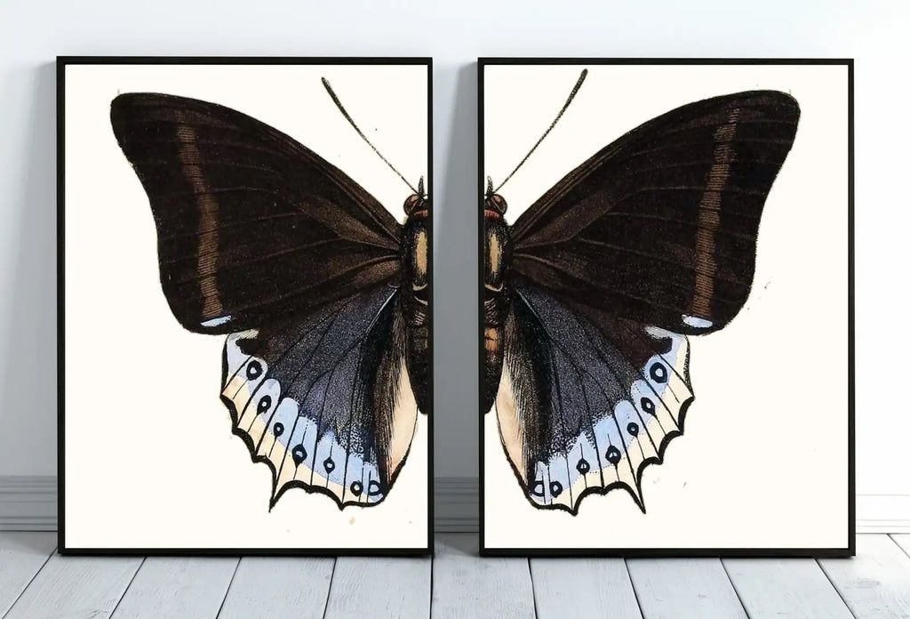 Detail view of artwork from Vintage Butterfly Set of 2 Prints Butterfly Wall Art, Insect Art Nature Painting, Retro Antique Illustration Printable Wall Art Insect Print. (variation 4)