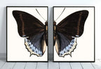 Detail view of artwork from Vintage Butterfly Set of 2 Prints Butterfly Wall Art, Insect Art Nature Painting, Retro Antique Illustration Printable Wall Art Insect Print. (variation 4)