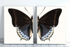 Detail view of artwork from Vintage Butterfly Set of 2 Prints Butterfly Wall Art, Insect Art Nature Painting, Retro Antique Illustration Printable Wall Art Insect Print. (variation 5)