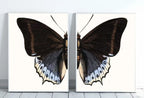 Vintage Butterfly Set of 2 Prints Butterfly Wall Art, Insect Art Nature Painting, Retro Antique Illustration Printable Wall Art Insect Print – Printable Wall Art Set