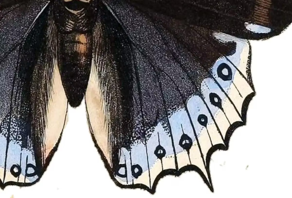 Vintage Butterfly Set of 2 Prints Butterfly Wall Art, Insect Art Nature Painting, Retro Antique Illustration Printable Wall Art Insect Print – Printable Wall Art Set