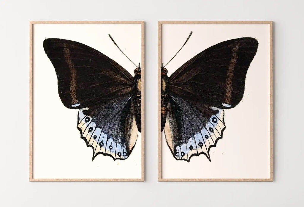 Framed view of Vintage Butterfly Set of 2 Prints Butterfly Wall Art, Insect Art Nature Painting, Retro Antique Illustration Printable Wall Art Insect Print – printable wall art digital download.