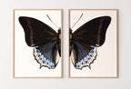 Framed view of Vintage Butterfly Set of 2 Prints Butterfly Wall Art, Insect Art Nature Painting, Retro Antique Illustration Printable Wall Art Insect Print – printable wall art digital download.