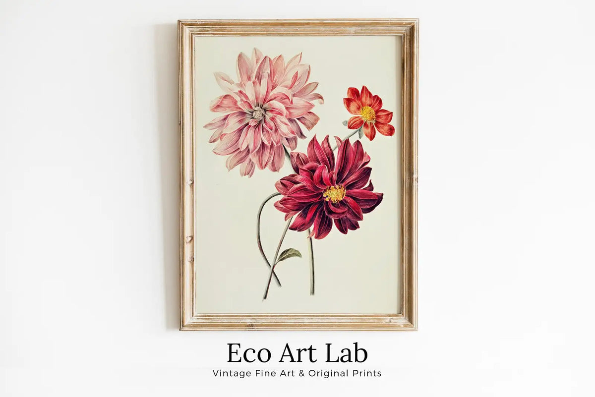 Framed view of Vintage Dahlia Printable Wall Art. Pink & Red Dahlias Painting. Instant Download Floral Illustration Botanical Print. Printable Flower Art – printable wall art digital download.