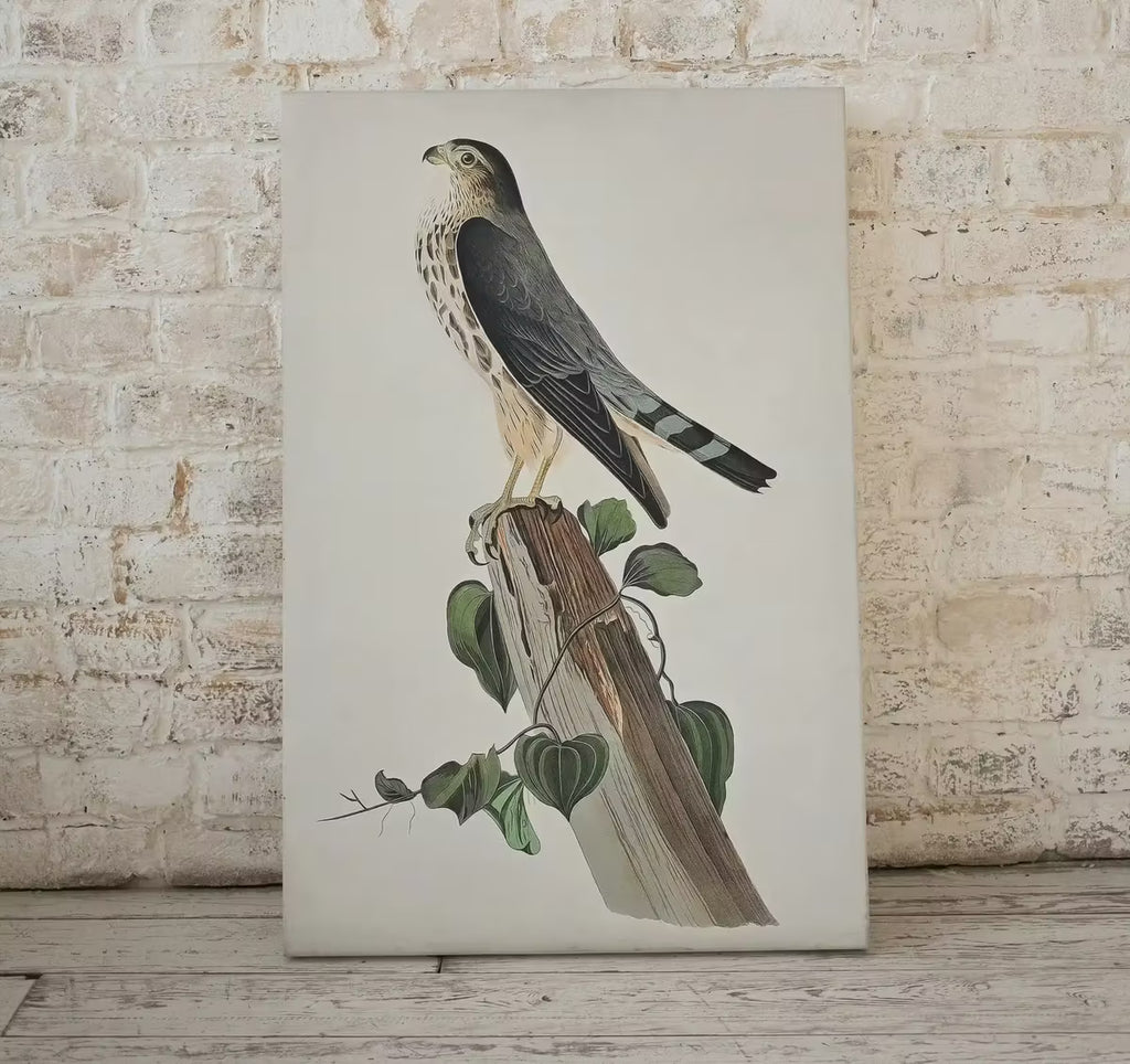 Vintage Falcon Perched on Branch Painting. Instant Download Printable Wall Art. Bird Painting. Merlin Falcon Wall Art Prints. Birds Poster – Printable Wall Art
